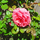Illustration for article titled A rose by any other name. . .